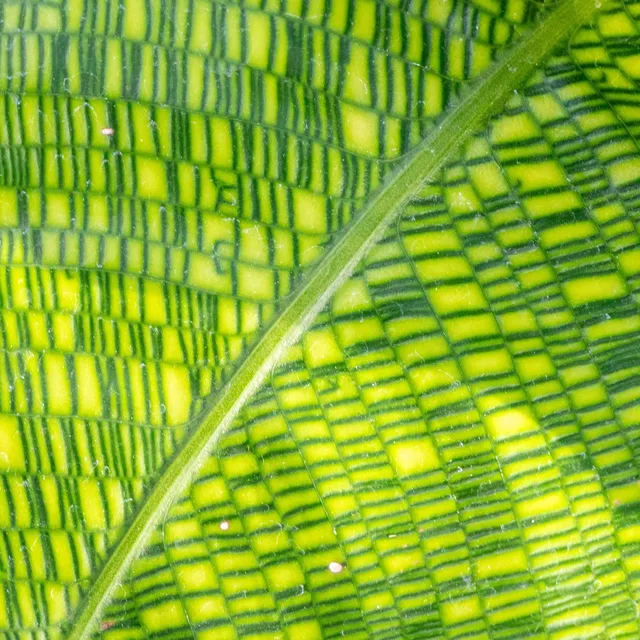 unlock color and texture