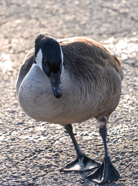 goose thirst traps