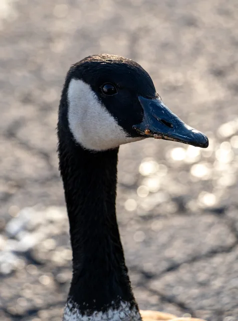 goose thirst traps