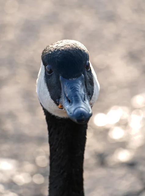 goose thirst traps