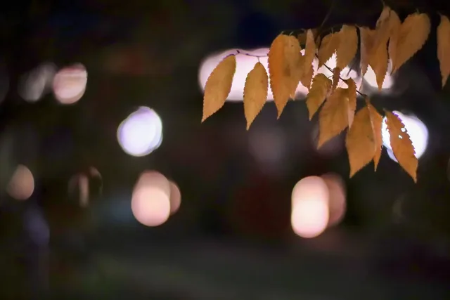 I like the needle-like finger tip pain when I go out in the cold. Fall is probably going to be my favorite season. Still learning the new lens, isn't optimal for anything landscape but with enough time should be doable to a good extent. Everything aside I still love the soft, but