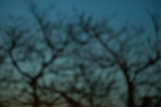 dusk through bare branches