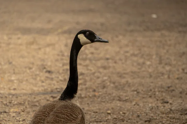 goosemaxxing
